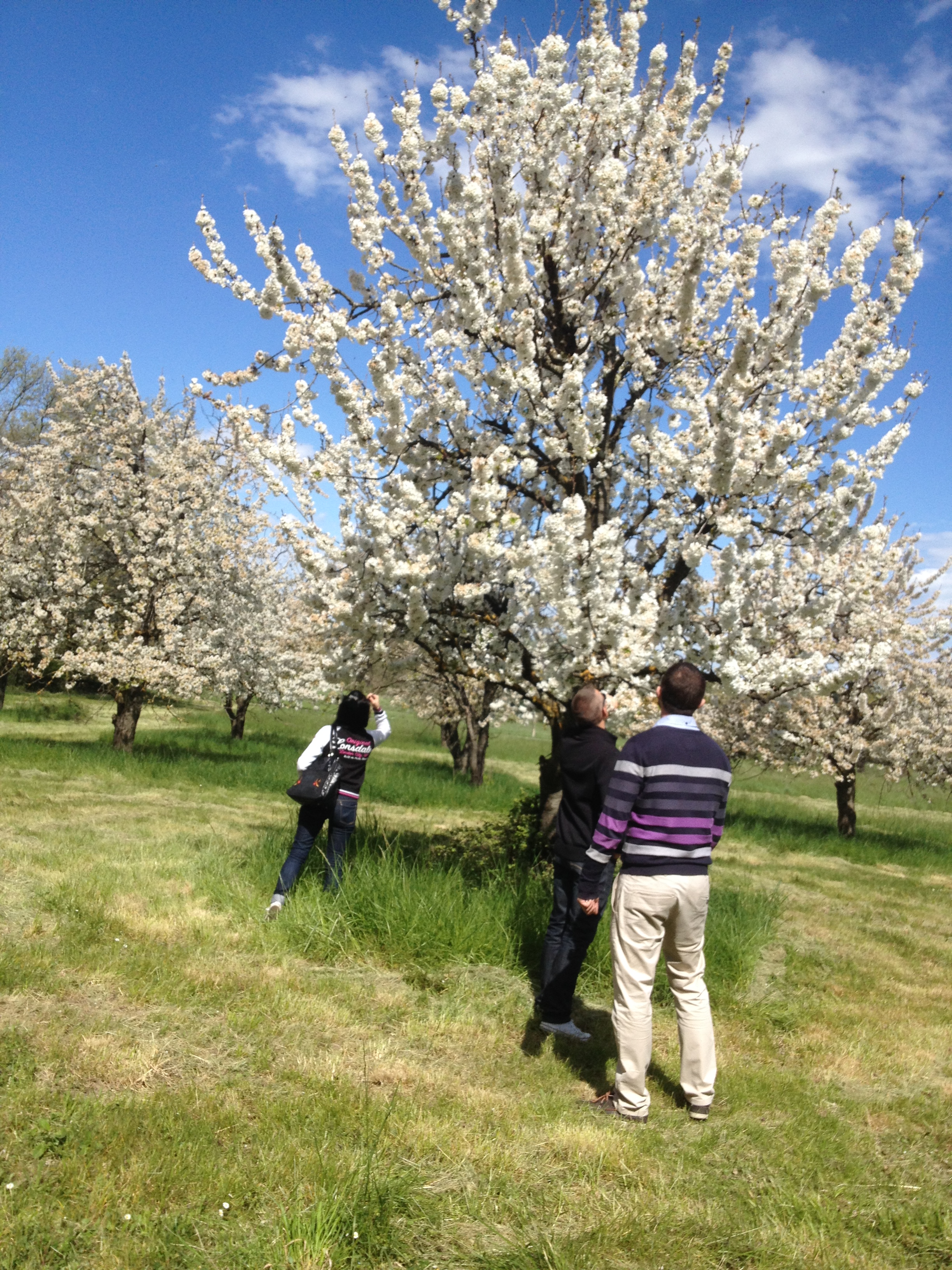 cerisiers en fleurs